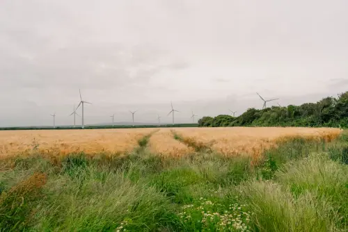 Fostering on Romney Marsh