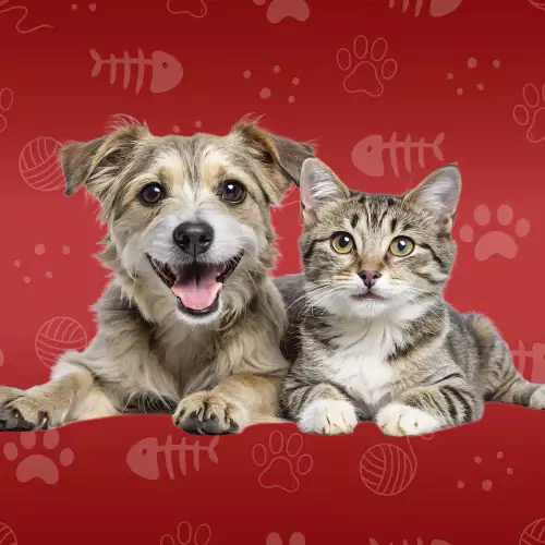 Celebrating National Pet Day with Lighthouse Fostering image